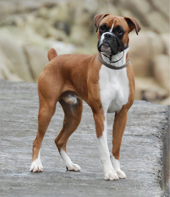 Tiếp theo là giống chó Boxer hay còn gọi là chó võ sĩ. Đây là một giống chó chọi có nguồn gốc từ châu Âu do lai tạo với chó Bun. Giống chó này có tên như môn thể thao đấm bốc vì chúng rất thích sử dụng hai chân trước như các võ sĩ quyền Anh, đặc biệt là khi chiến đấu. Chúng khá cứng đầu và bướng bỉnh, việc huấn luyện phải thực hiện từ khi còn nhỏ. Đã có khá nhiều vụ chó Boxer tấn công con người được ghi nhận.