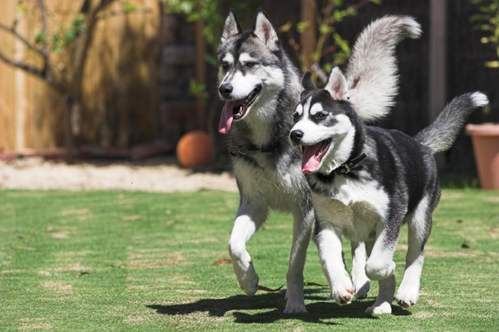 Chó Husky, được xem là có ngoại hình và hành vi giống với tổ tiên của chúng là loài chó sói, có xu hướng đi lang thang và tìm cách trốn thoát sự tù túng. Husky cũng được xem là bậc thầy đào tẩu, chúng có thể đào hầm phía dưới, gặm nát, hoặc nhảy qua hàng rào cao. Vì là giống chó có nhiều năng lượng nên đa phần có dấu hiệu tăng động, phá phách.