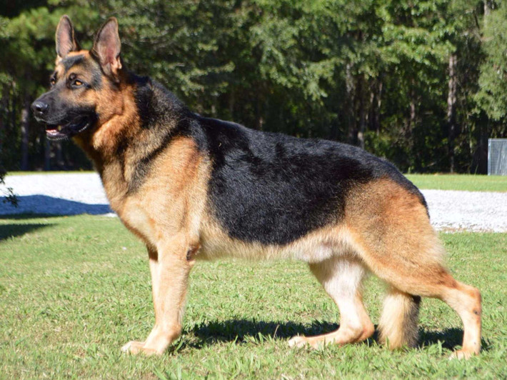 Chó chăn cừu Đức Shepherds là một giống chó kích cỡ trung bình, xuất xứ từ Đức. Tại Việt Nam, giống chó này được gọi là chó Berger (béc giê hay bẹc giê), phiên âm từ tiếng Pháp berger cũng có nghĩa là chó chăn cừu. Tuy được ưa chuộng trên thế giới nhưng chúng cũng có tiếng hay cắn và vì lý do đó bị cấm nuôi ở một số nơi.