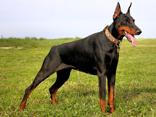 Doberman là tên của một giống chó có thể nuôi để giữ nhà, canh gác hoặc làm nghiệp vụ. Đây là một giống chó hung dữ, khi cảm thấy có điều gì nguy hiểm đang xảy ra gia chủ, chúng sẵn sàng chơi "khô máu" với đối phương. Tại Thụy Sĩ, 8 trong 12 bang liệt Dobermann vào giống chó nguy hiểm, phải xin giấy phép nếu muốn nuôi loại chó này. Bang Wallis cấm cả việc nuôi, gây giống và nhập cảnh.