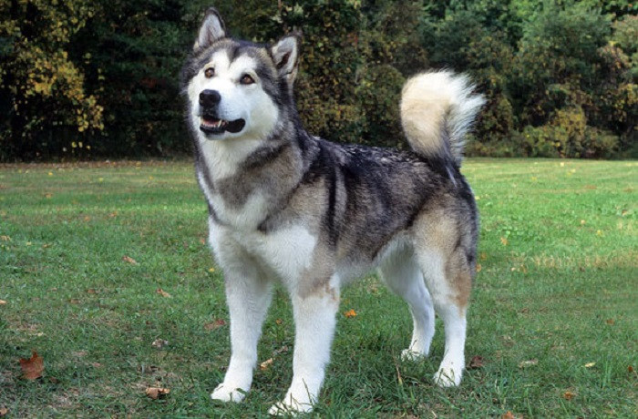 Alaskan Malamut là một trong những giống chó nhập ngoại được ưa thích nhất bởi ngoại hình tuyệt đẹp và rất thông minh, luôn biết nghe lời và luôn nổi bật trong công việc. Tuy vậy, Alaskan có xu hướng trở nên dữ tợn khi bị biến động tinh thần. Trước đây, vụ việc bé gái 6 ngày tuổi được cho là bị chó Alaskan Malamute ăn mất đầu đã gây xôn xao dư luận suốt một thời gian dài.