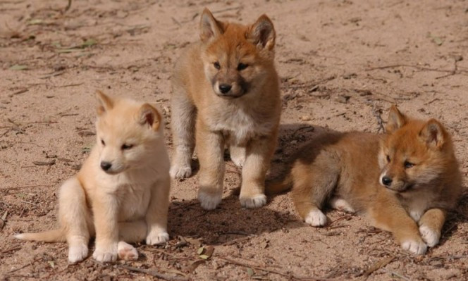 7. Chó hoang Dingo. Tương tự như chó sói, chó hoang Dingo có thể trông giống như những con chó dễ thương, nhưng thực sự chúng là loài động vật hoang dã. Ở Australia, chó hoang Dingo được ghi nhận thỉnh thoảng vồ trẻ em và vật nuôi. (Nguồn Boredomtherapy)