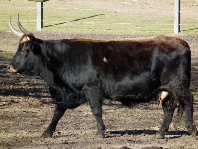 12. Bò Bos taurus có dáng vẻ khá hiền lành nhưng thực chất tính cách hung hăng đã ngấm vào máu của loài động vật này. Chúng được ghi nhận là có thể tấn công con người mà không cần bất cứ kích thích nào, đơn giản là "thích thì tấn công" mà thôi. (Nguồn Boredomtherapy)
