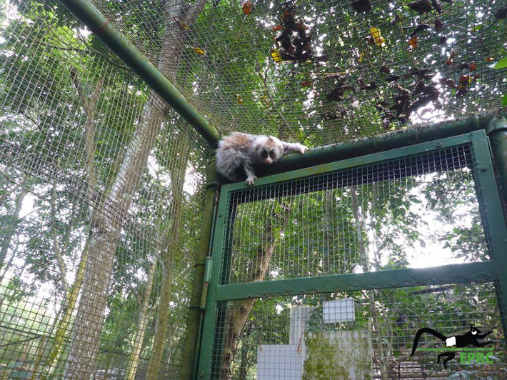 Cu li Lorises, nhiều người biết đến loài linh trưởng này do chúng quá đáng yêu và nhiều người muốn nuôi chúng như thú cưng để yêu thương, chăm sóc. (Nguồn Bored Panda)
