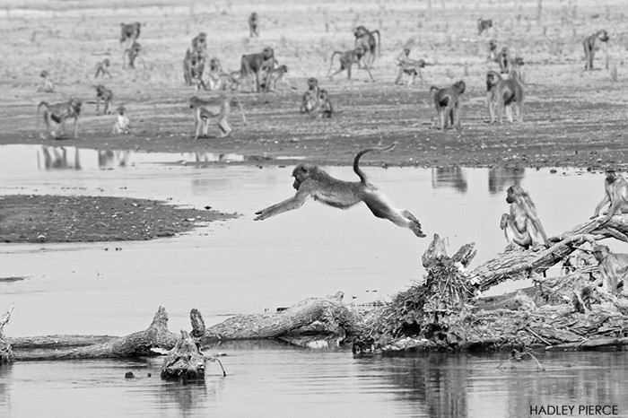 Thực tế, dưới lòng sông Luangwa luôn ẩn nấp những tình huống hiểm nguy như cá sấu khổng lồ và hà mã hung dữ. Khỉ đầu chó thông minh có rất nhiều lý do để không thích xuống nước. (Theo Africa Geographic)