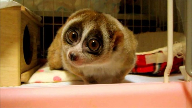 6. Cu li Nycticebus sở hữu ánh mắt long lanh đáng yêu khiến nhiều người khó cưỡng nhưng thực tế chúng là loài động vật nguy hiểm. Cu li Nycticebus có thể tiết ra một chất độc ngang với rắn độc. Tuy vết cắn này sẽ chỉ làm tổn thương những người bị dị ứng với nó, nhưng tốt nhất bạn không nên tìm hiểu. (Nguồn Boredomtherapy)
