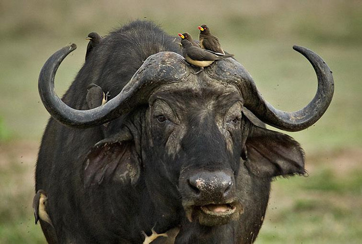 Khi những con ve bị ăn trực tiếp không đủ cung cấp lượng máu cần thiết, chim Buphagus africanus mổ vào vết thương hở của động vật có vú mình đang đậu để uống máu. (Nguồn Sina)