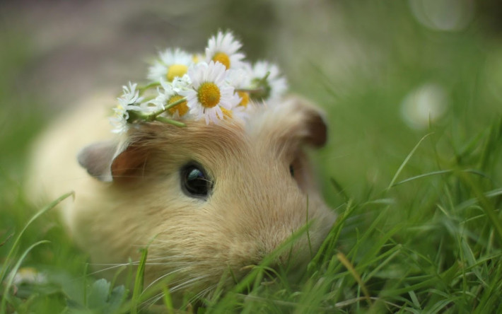 Hơn nữa, màu sắc của chuột hamster rất phong phú và đa dạng, giá bán hợp túi tiền của nhiều người, chỉ từ 50.000 đến 180.000 đồng bạn đã có thể sở hữu một bé hamster. Đặc biệt, chuột hamster rất dễ nuôi, yêu cầu vệ sinh chuồng không nhiều, cực kỳ thích hợp để làm thú cảnh và để đem đi tặng.