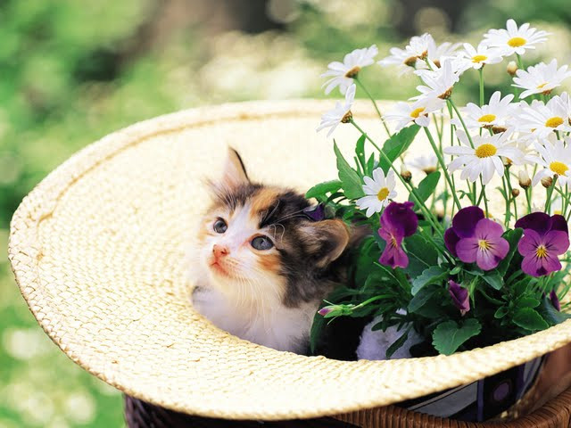 Bên cạnh những loài thú cưng lạ như chuột và thỏ thì mèo con cũng là một trong những lựa chọn phổ biến của nhiều người khi tặng quà cho phái yếu.Với khả năng chinh phục trái tim của mọi đối tượng bởi sự xinh đẹp, dễ thương của mình, mèo con là ứng cử viên sáng giá cho ngày 20/10.