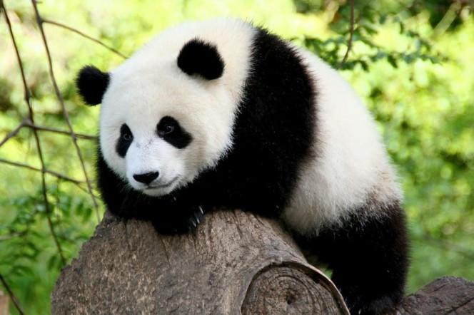 5. Gấu trúc đáng yêu, không có gì phải bàn cãi. Tuy nhiên bạn hãy nhớ rằng gấu trúc vẫn là gấu, chúng có hàm răng có thể nhai nát tre trúc và cân nặng vài trăm cân, tốt nhất nếu không muốn thương tích đầy mình, đừng tiếp cận quá gần loài động vật này. (Nguồn Boredomtherapy)