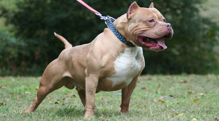 Mới đây, chuyện chó Pitbull cắn chết người ở Hà Nội gây kinh sợ. Giống chó Pitbull là giống chó dữ, hiếu chiến, bền bỉ, gan lỳ được mệnh danh là sát thủ máu lạnh hay còn được gọi là chó chiến binh hay võ sĩ giác đấu. Đây giống chó nhập ngoại có nguồn gốc từ Mỹ, đặc tính rất hung dữ và hiếu chiến. Nếu không được huấn luyện cẩn thận, Pitbull có thể gây ra những cuộc tấn công đẫm máu, kể cả với chủ của mình.