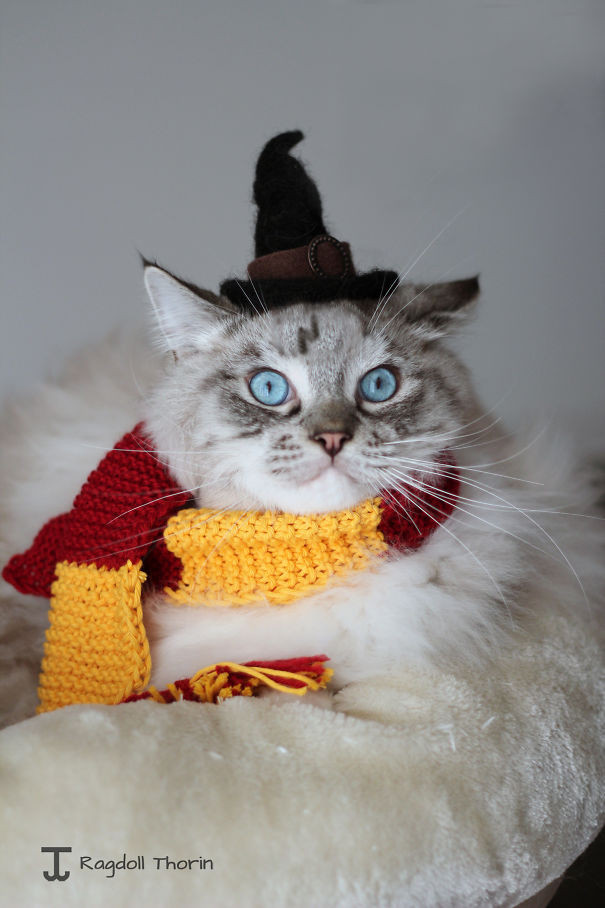 Mong muốn được sở hữu phép thuật như Harry Potter, chú mèo này chuẩn bị đầy đủ phụ kiện, thậm chí cả chiếc sẹo cũng được chuẩn bị tỉ mẩn để sao cho giống cậu phù thủy nổi tiếng. (Nguồn Bored Panda)