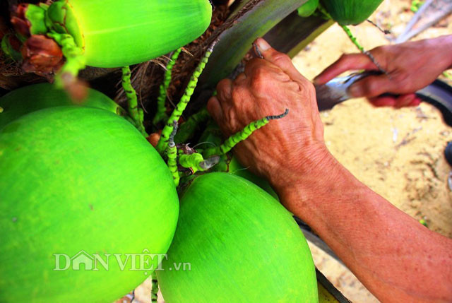 Còn muốn kỹ hơn thì dùng phương pháp đánh số trên buồng, để tính ngày. Từ ngày ra trái đến 3 tháng 10 ngày hái là trái đạt chất lượng.