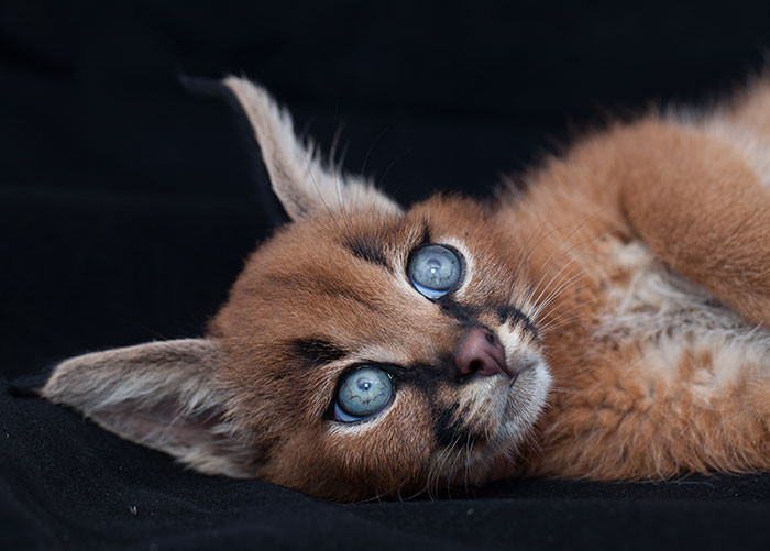 Cận cảnh vẻ đẹp tuyệt mỹ của linh miêu tai đen. (Nguồn Bored Panda)