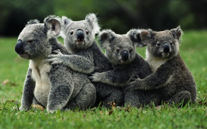 3. Giống như hầu hết các loài động vật trong danh sách này, gấu koala không phải là một mối nguy hiểm cho con người trừ khi chúng cảm thấy bị con người đe dọa. Khi điều đó xảy ra, những con gấu koala đáng yêu này sẽ dùng răng và móng vuốt có để tung ra đòn tấn công ác liệt. (Nguồn Boredomtherapy)