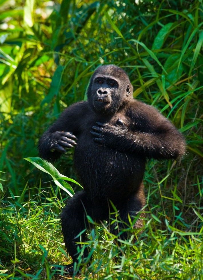 Con khỉ đột nổi giận thuộc loài Gorilla Silverback, nó trở nên đáng sợ bởi mà nhiếp ảnh gia Andrey Gudkov đã vô tình tiến đến quá gần, gây ra tiếng động mạnh khiến con khỉ đột bất mãn thực sự. Nó thậm chí còn nhặt một cành cây và giơ lên để hăm dọa, khuôn mặt cũng hiện lên sự phẫn nộ vì bị làm phiền. (Nguồn Sina)