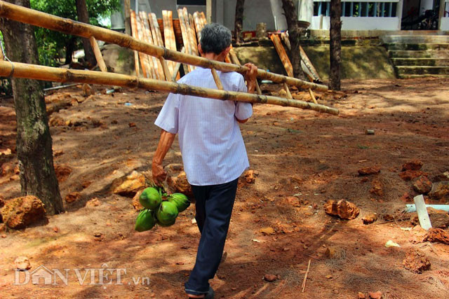 Khi lớp vỏ này teo và viền gần cuộng từ màu trắng chuyển sang xanh là có thể hái được.