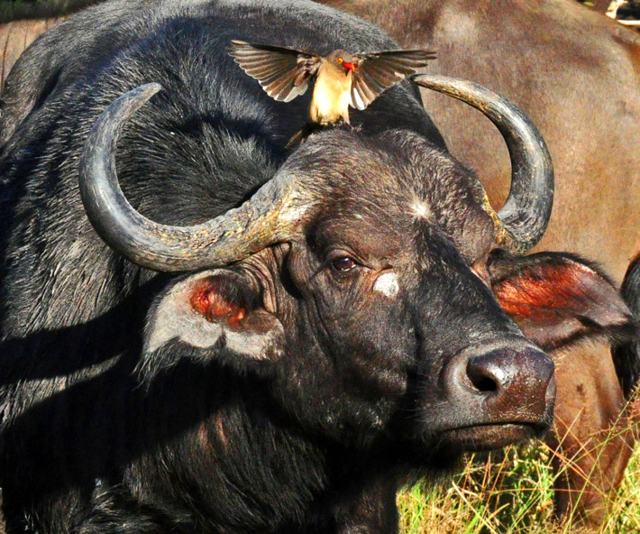 Ban đầu người ta coi đây là mối quan hệ cộng sinh, nhưng chứng cứ gần đây cho thấy chim Buphagus africanus có thể là động vật ký sinh với hành vi ăn nhờ ở đậu rất tinh vi. (Nguồn Sina)