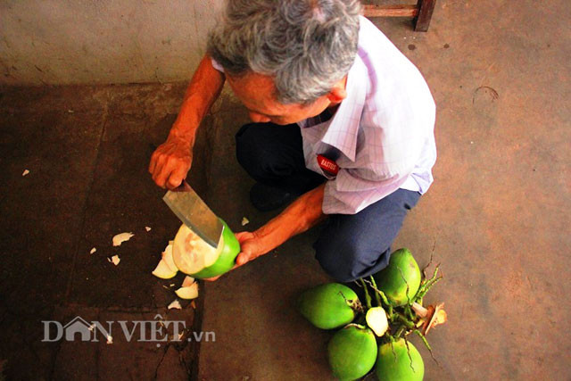 “Dừa xiêm lùn da xanh chủ yếu là lấy uống nước, cơm mỏng. Nước dừa rất ngọt và bên trong có lớp cơm mỏng rất thơm. Dừa xiêm được trồng trên vùng cát ven biển thì ngọt hơn dừa trồng nơi khác vì đất trên cát ven biển đã được lọc sạch. Môi trường trung tính không tạp chất, còn nơi khác thì có tạp chất dẫn đến chất lượng nước dừa không thơm ngon bằng”- ông Dậu cho hay.