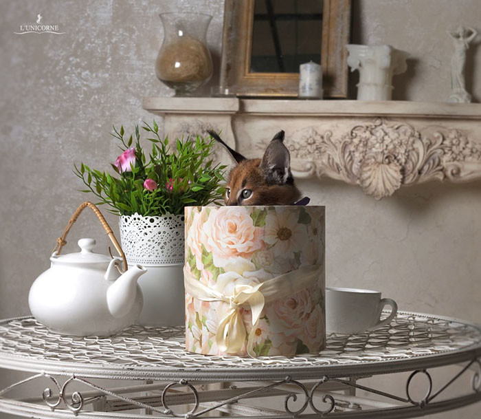Khi còn nhỏ, linh miêu tai đen giống hệt mèo nhà, rất thích chui vào hộp để nghịch ngợm và chơi đùa. (Nguồn Bored Panda)