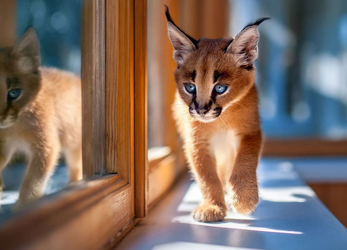 Loài mèo đáng yêu này có tên là Caracals, khi lớn chúng sở hữu những đường cong uyển chuyển mê người và ngoại hình đẹp nổi bật. Tuy nhiên, khi còn nhỏ, loài mèo Caracals còn sở hữu một thứ vũ khí vô cùng đáng sợ, đó là sự dễ thương của chúng. Không ai có thể khước từ được một con mèo Caracals khi chúng còn bé. (Nguồn Bored Panda)