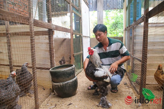 Theo anh Lê Ngọc Phước (chủ trại gà ở quận 12) thì giống gà kỳ lân, hay còn gọi là gà Brahma được anh nuôi khoảng 1 năm nay. Ban đầu anh thử sức với giống gà Đông Tảo, nhưng qua một thời gian do có nhiều người nuôi nên anh chuyển sang giống gà kỳ lân khổng lồ này. Anh cho biết, tại TP.HCM thì anh là người đầu tiên nuôi giống gà quý này.