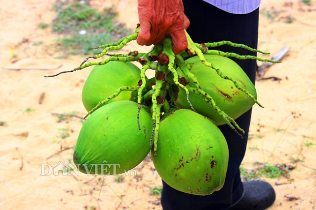 Những trái dừa đã đến độ tuổi thu hoạch được ông Dậu hái. Nếu để quá lâu thì nước sẽ bớt ngọt, không đúng chất.