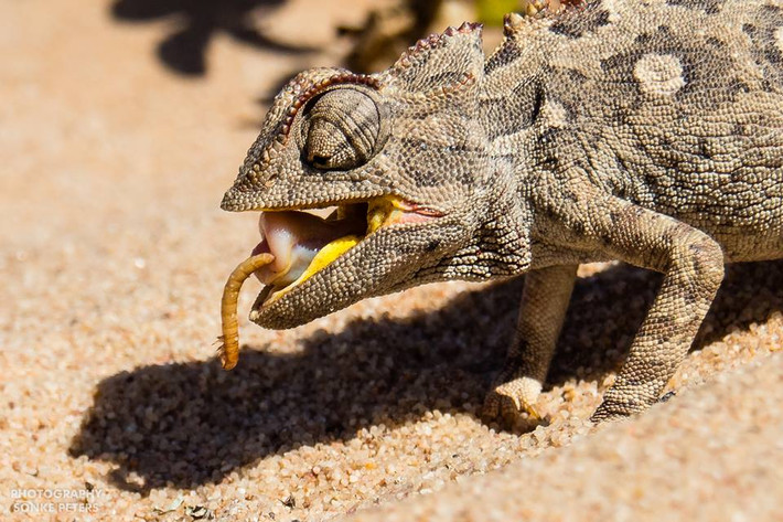 Con mồi mà tắc kè Namibia bắt được là một con sâu bột hay còn gọi là Tenebrio molitor là một loài bọ cánh cứng của họ Tenebrionidae. Toàn bộ săn mồi của con tắc kè diễn ra trong chốc lát nhưng do chuẩn bị tốt, nhiếp ảnh gia Sönke Peters vẫn ghi lại được những khoảnh khắc quan trong nhất. (Nguồn Sina)