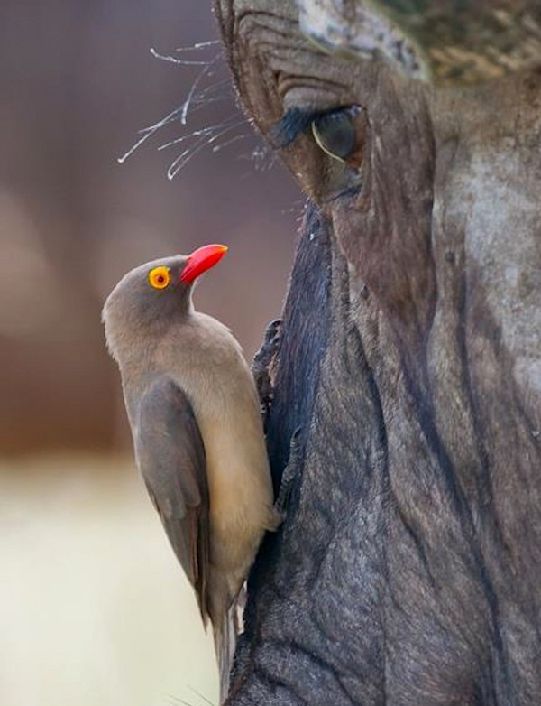 Một số động vật chủ tỏ ra khó chịu trước sự hiện diện của chim Buphagus africanus. Voi và một số loài linh dương sẽ tích cực tìm cách xua đuổi loài chim này khi chúng có ý định sà xuống. (Nguồn Sina)
