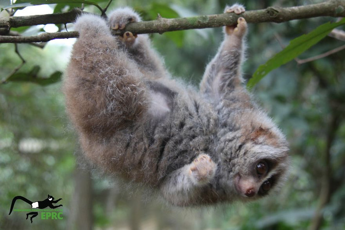 Tuy vậy, cu li Lorises thuộc về tự nhiên, môi trường sống lý tưởng của chúng là dưới các tán rừng. Đây cũng là loài linh trưởng có nọc độc duy nhất trên thế giới. Trong ảnh là Tristan, chú cu li hay xấu hổ khi được chụp ảnh. (Nguồn Bored Panda)