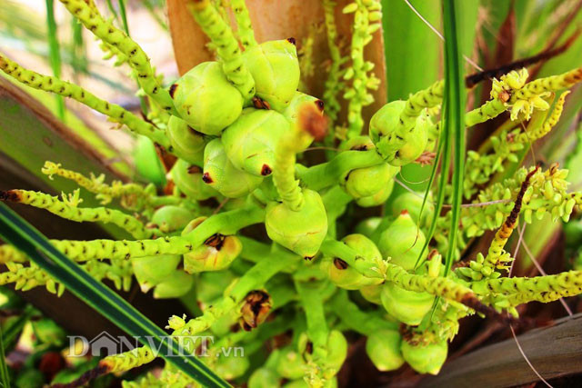 Theo ông Dậu, sau khi trồng sau 18 tháng thì dừa bắt đầu ra bông, 2 năm sau ra trái, từ khi ra trái, hơn 3 tháng sau là có thể hái để uống, nước rất ngọt.