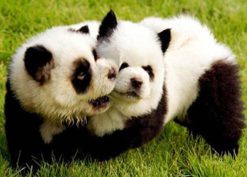 Chịu chơi nhuộm lông để hóa thành gấu trúc nhỏ, cặp anh em chó khiến nhiều người thích thú. (Nguồn List25)