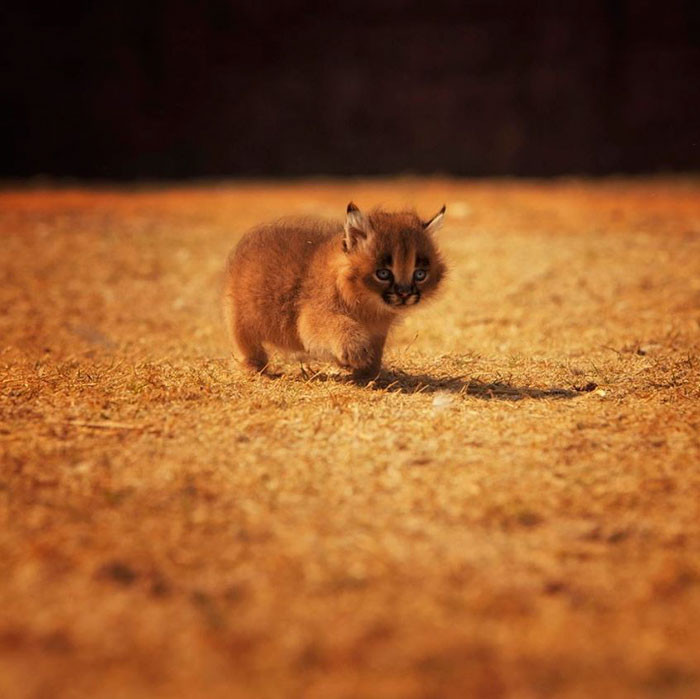 Có tên khoa học là Caracal caracal, linh miêu tai đen về bản chất là một loài mèo hoang có kích thước trung bình khoảng 1m. Chúng còn thỉnh thoảng được gọi là linh miêu sa mạc hoặc linh miêu châu Phi, linh miêu Ba Tư. (Nguồn Bored Panda)
