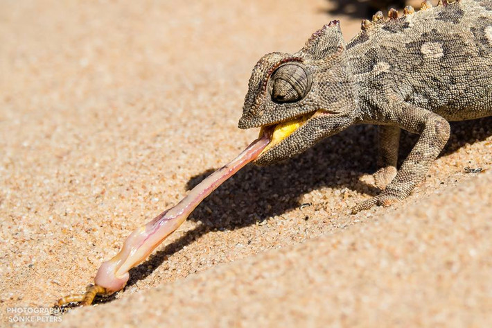 Lần này đến Namibia, cuối cùng nhiếp ảnh gia Sönke Peters đã thỏa nguyện vọng của mình khi ghi lại được những hình ảnh tắc kè phóng lưỡi bắt mồi nhanh như chớp. (Nguồn Sina)