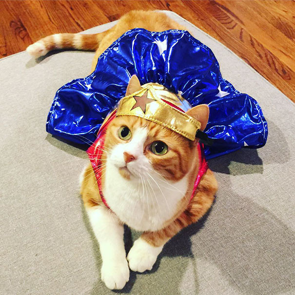 Điệu đà, gợi cảm, cô mèo này hóa thân thành Super Woman nóng bỏng. (Nguồn Bored Panda)