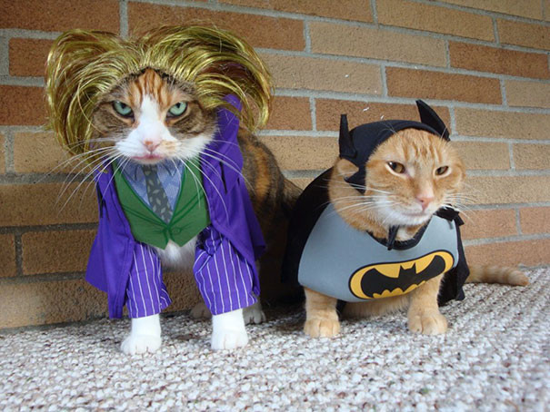 Bộ đôi Batman và Joker do cặp mèo cưng hóa thân khiến nhiều người thích thú bởi độ "ngầu" và đúng bản chất nhân vật. (Nguồn Bored Panda)