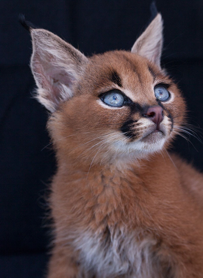 Linh miêu tai đen là loài bản địa tại châu Phi, Trung Á, Tây Nam Á và Ấn Độ. Tên gọi quốc tế (Caracals) của loài này bắt nguồn từ thuật ngữ "karakulak", có nghĩa là "tai đen", trong tiếng Thổ Nhĩ Kỳ. (Nguồn Bored Panda)