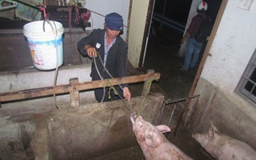 Tại nhiều cơ sở ở Việt Nam, lợn được nuôi nhốt trong chuồng ẩm thấp với điều kiện vệ sinh cực kém. Trước khi bị bán cho các lò giết mổ, có những chủ trang trại còn bơm thẳng nước vào họng của lợn để tăng trọng lượng khi bán. Ảnh: HFA.
