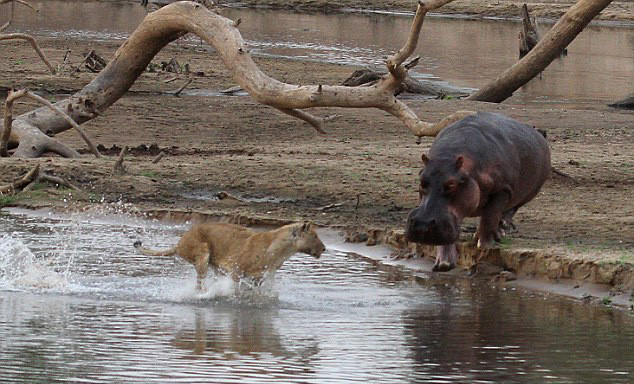 Thông thường, cuộc đụng độ nào cũng phân biệt thắng thua rõ ràng. (Nguồn Africa Geographic)