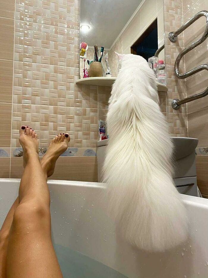Nữ chủ nhân chia sẻ rằng họ mua Kefir vì thích bộ lông trắng muốt và mượt mà của nó.
