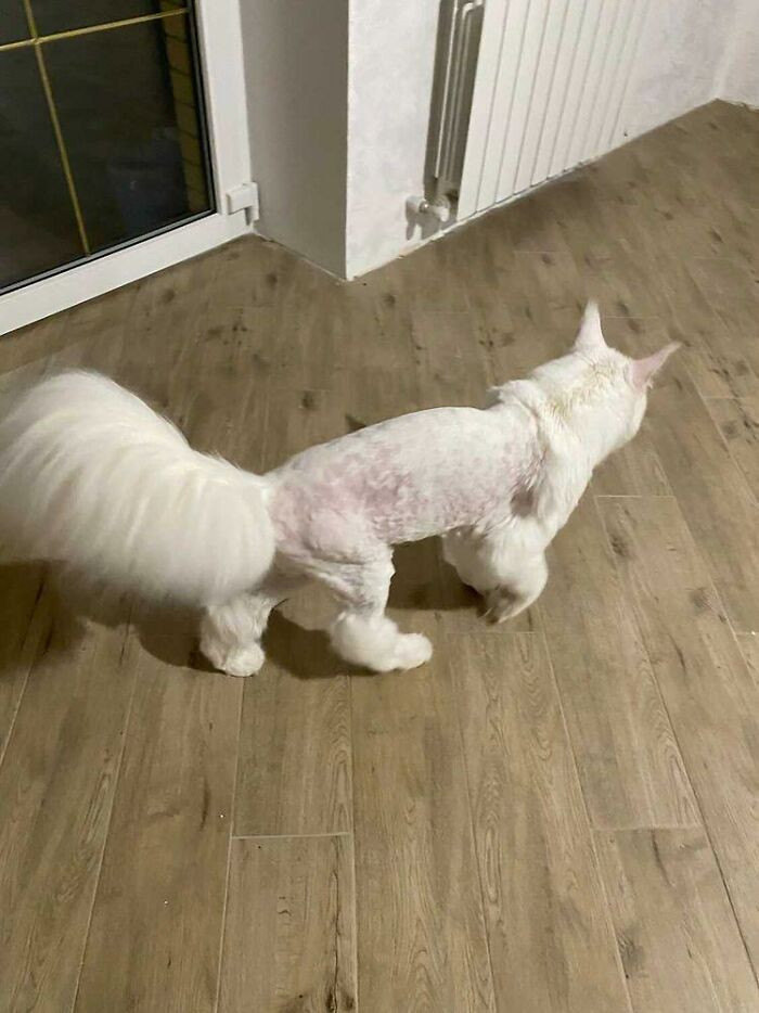 Kefir từ nhỏ đã không ăn thức ăn khô cho mèo. Nó chỉ ăn thịt và thức ăn tự nhiên.