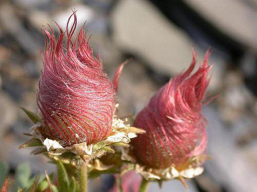 Cũng có thể gọi chúng là Avens tím, hoặc hoa đuốc - bởi hình dạng mỗi bông hoa cũng giống như bó lửa nhỏ đang cháy vậy.