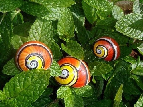 Tuy nhiên, nguyên nhân đáng lo ngại nhất khiến ốc Polymita được xếp vào loài “cực kỳ nguy cấp” là do săn trộm. Từng có thời gian người dân địa phương thu thập vỏ ốc sơn để làm quà lưu niệm khiến loài động vật thân mềm này có nguy cơ diệt chủng. Hiện nay, việc thu thập ốc sơn để bán ở Cuba hoặc buôn bán ra nước ngoài bị nghiêm cấm.
