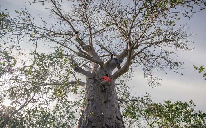Đặc biệt, người Hadza không có tín ngưỡng, cũng không hề sùng bái thần linh. Họ không có tộc trưởng, tù trưởng, lãnh tụ, không sở hữu tài sản riêng, sống cuộc sống cực kỳ bình đẳng và quan hệ quần hôn. Ảnh: Nature.