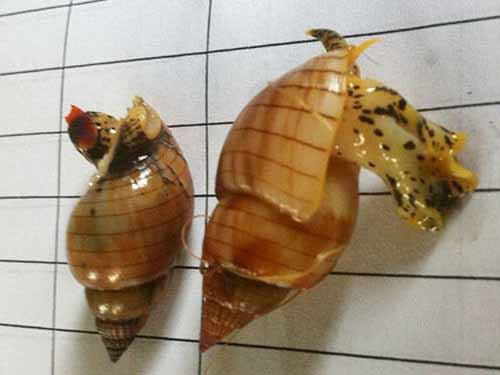 Loài ốc này lại có hình dáng giống với ốc hương đen, thường sống ở đáy biển ven bờ Việt Nam.