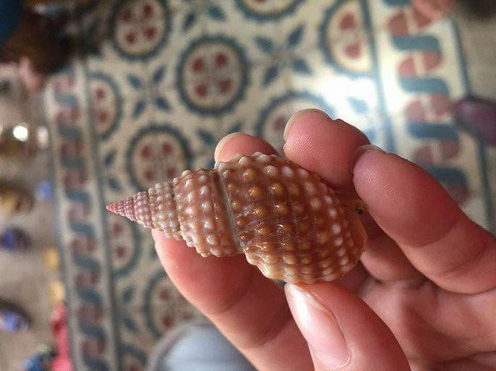 Tháng 12/2019, tại phường Vĩnh Trường (Nha Trang), chị N. (46 tuổi) cũng ăn ốc bùn bóng và tử vong sau khi chuyển đến cấp cứu tại Bệnh viện Đa khoa tỉnh Khánh Hòa.
