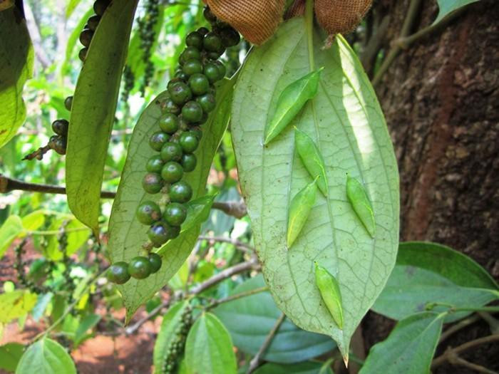 Đối với những người yếu bóng vía, khi chứng kiến cảnh cả một khu vực đâu đâu cũng đầy sâu bám đầy trên những cành cây, họ sẽ rất khiếp sợ.