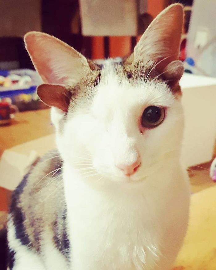 Tuy nhiên, khi được cứu, chỉ còn Frankie và một người em khác của chú ta còn sống.