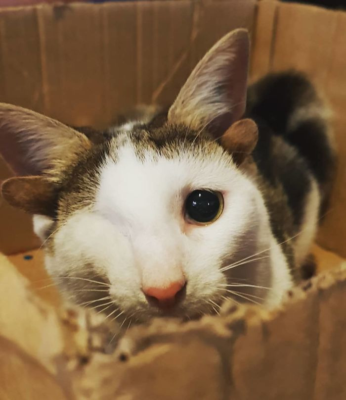 Chủ nhân của Frankie cho biết, chú mèo đặc biệt này có tính cách giống như một con chó.