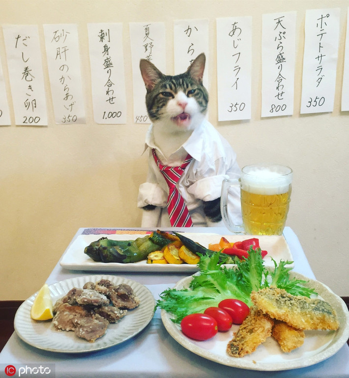 Theo tìm hiểu, chú mèo Maro năm này được 5 tuổi rưỡi, thuộc giống mèo Tabby, rất ngoan ngoãn và nghe lời chủ nhân.